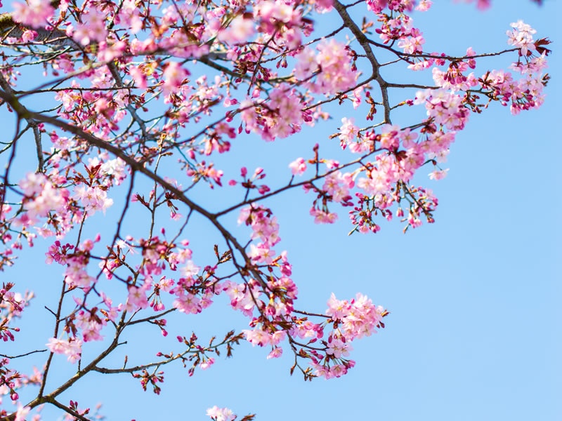 Cherry Blossom Trees - To Have & to Hold